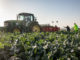 Israel Farm